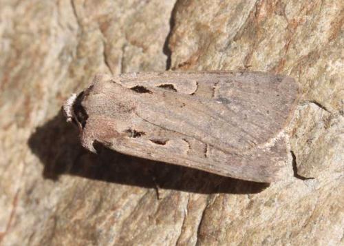 Dichagyris flammatra